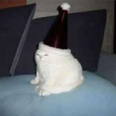 catInAhat.jpg